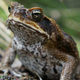 A cane toad in Kakadu National Park in Australia’s Northern Territory.